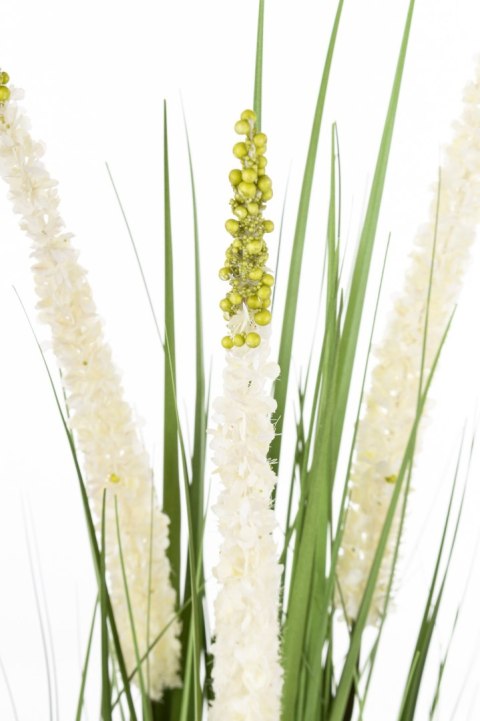 Roślina Dekoracyjna