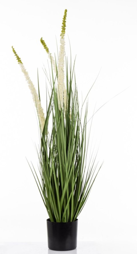 Roślina Dekoracyjna