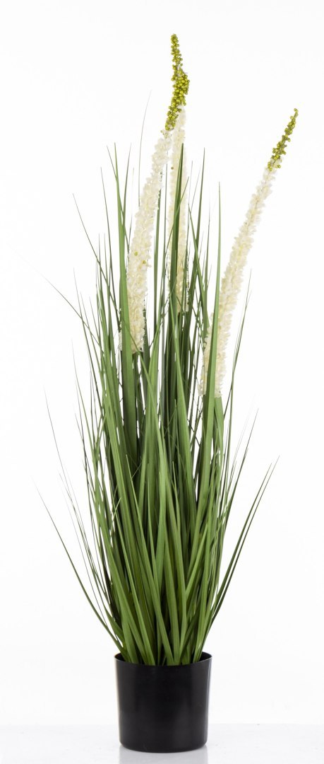 Roślina Dekoracyjna