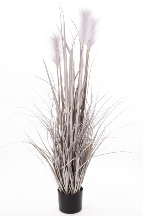 Roślina Dekoracyjna