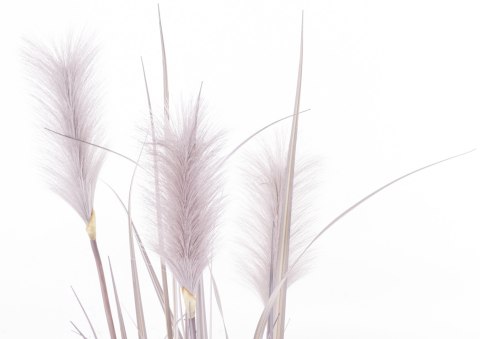 Roślina Dekoracyjna