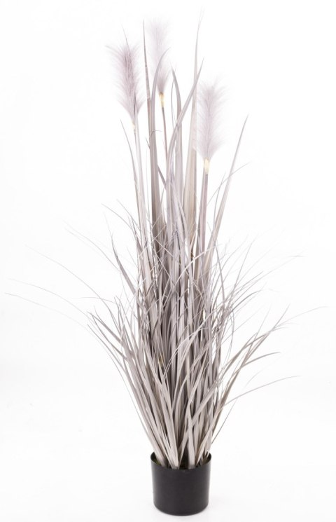 Roślina Dekoracyjna