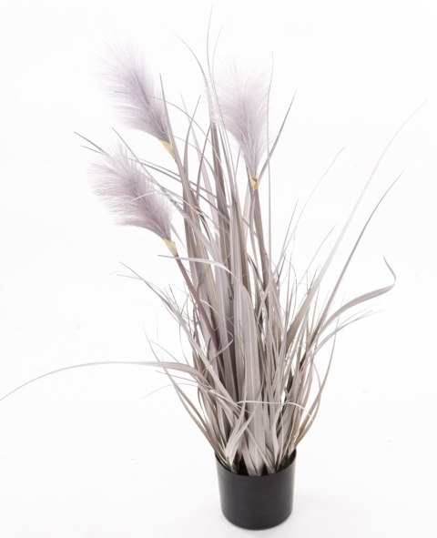 Roślina Dekoracyjna