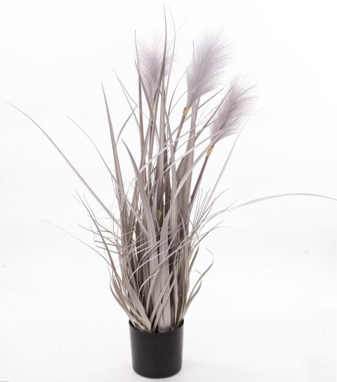 Roślina Dekoracyjna