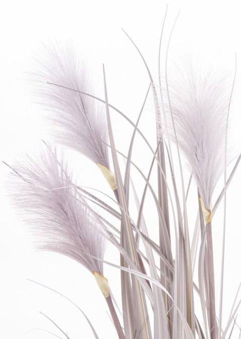 Roślina Dekoracyjna