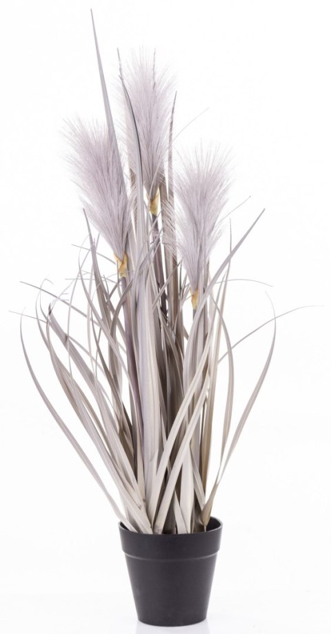 Roślina Dekoracyjna