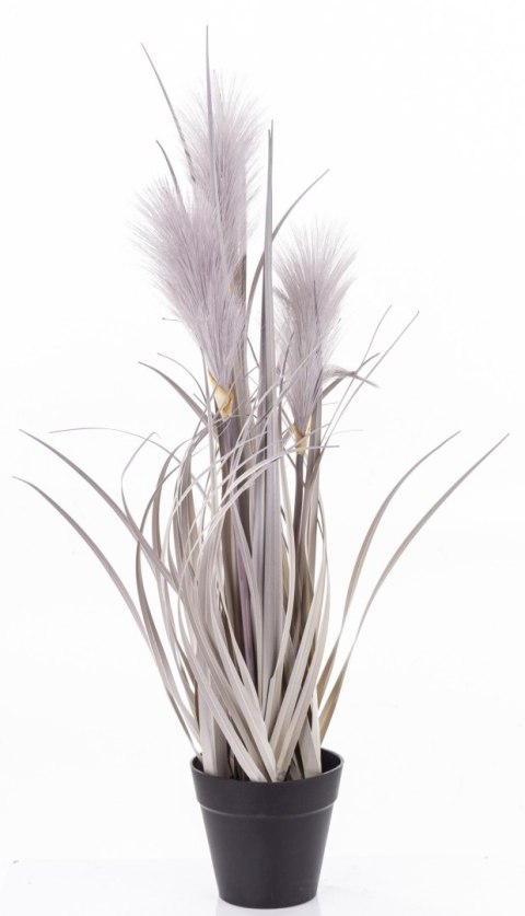 Roślina Dekoracyjna