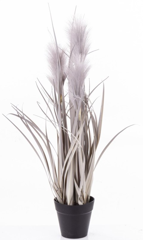 Roślina Dekoracyjna