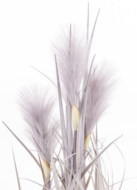 Roślina Dekoracyjna