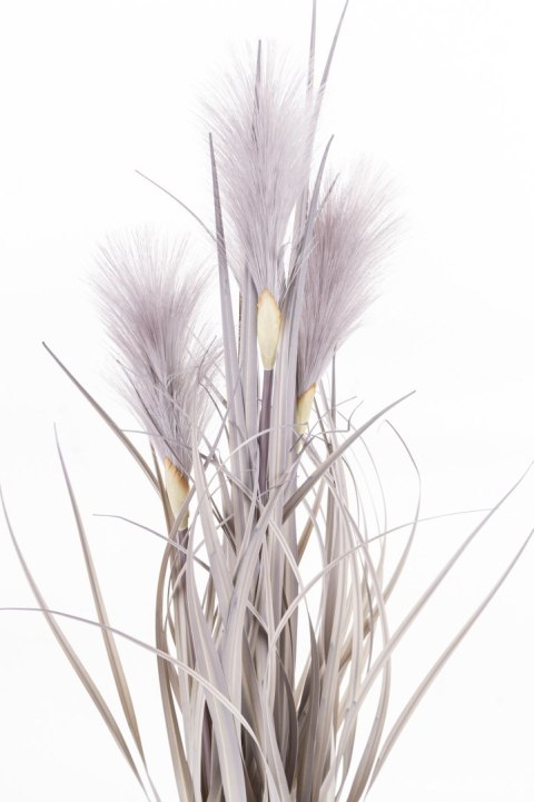 Roślina Dekoracyjna