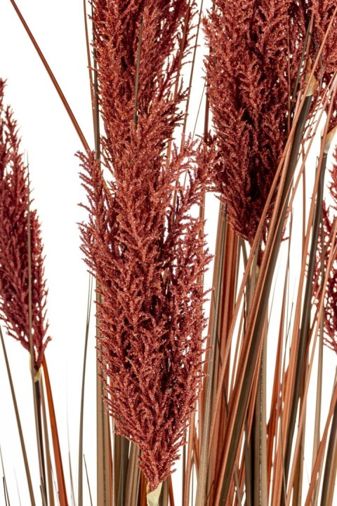 Roślina Dekoracyjna