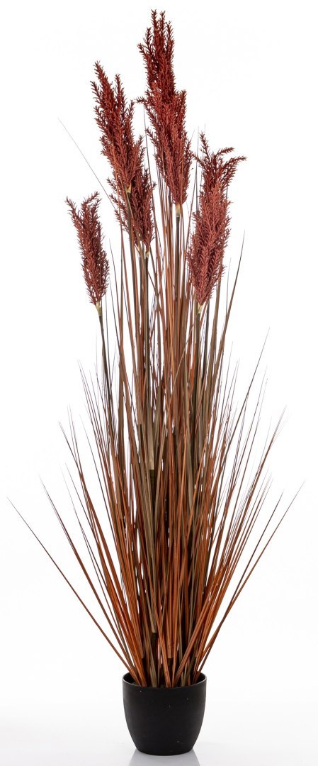 Roślina Dekoracyjna