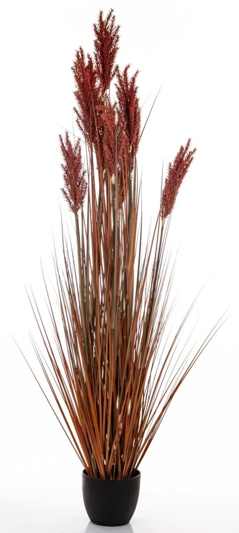 Roślina Dekoracyjna