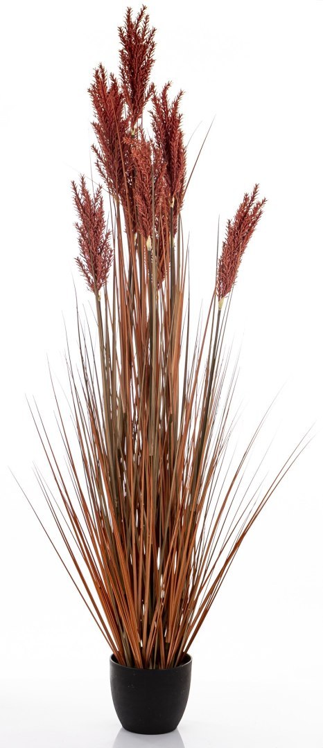 Roślina Dekoracyjna