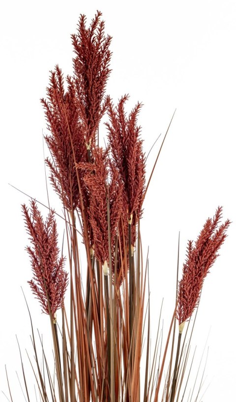 Roślina Dekoracyjna