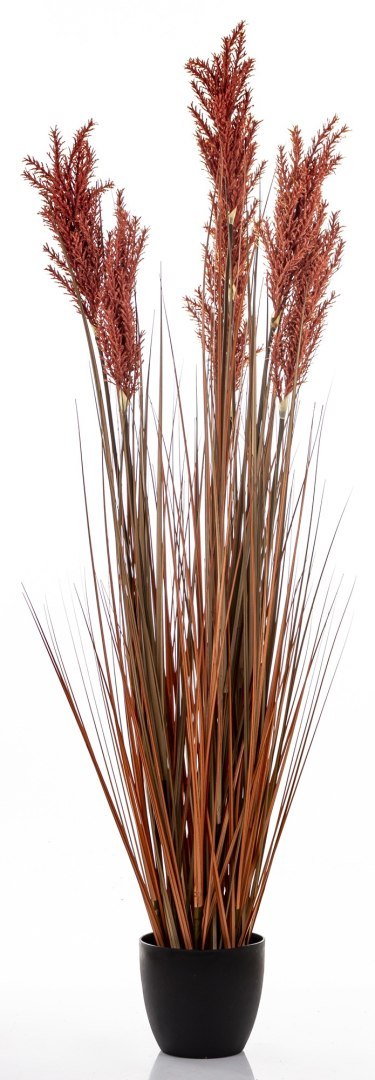 Roślina Dekoracyjna