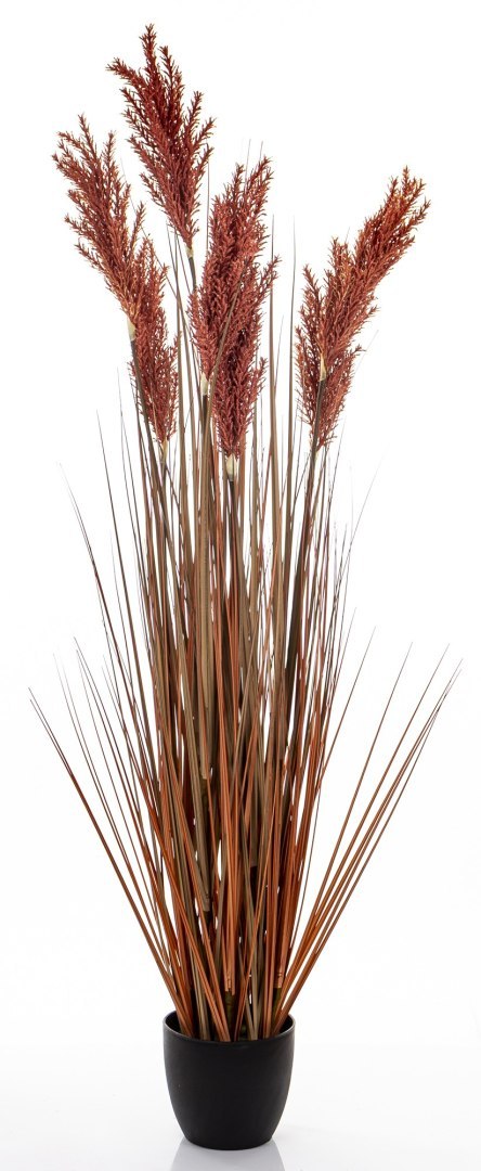 Roślina Dekoracyjna