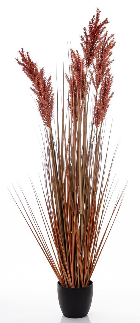 Roślina Dekoracyjna