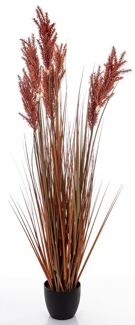 Roślina Dekoracyjna