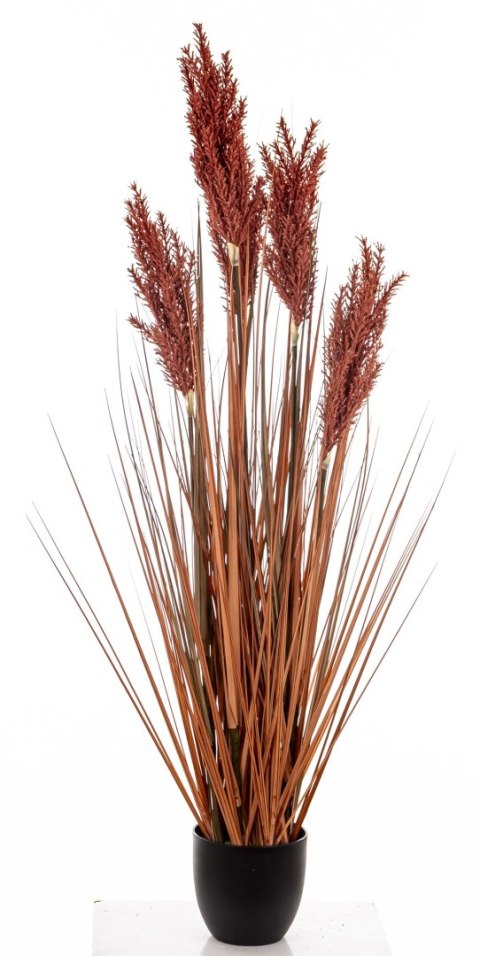 Roślina Dekoracyjna