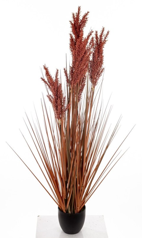 Roślina Dekoracyjna