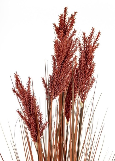 Roślina Dekoracyjna