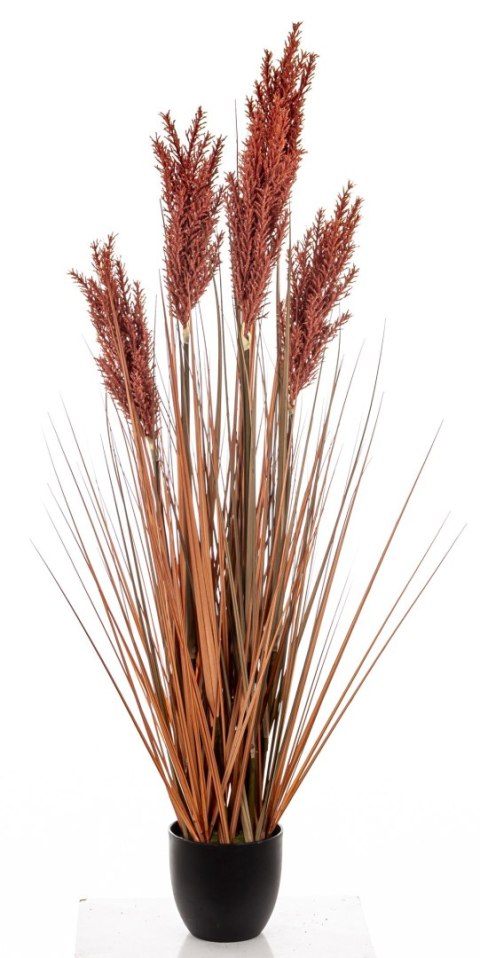 Roślina Dekoracyjna