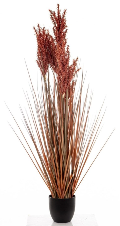 Roślina Dekoracyjna