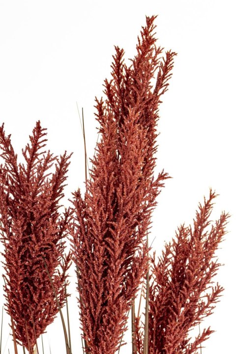 Roślina Dekoracyjna