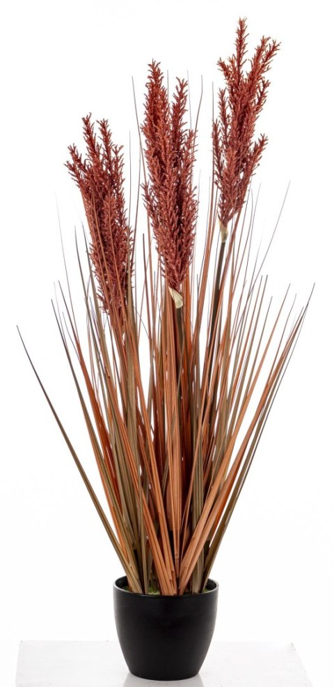 Roślina Dekoracyjna