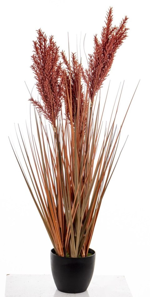 Roślina Dekoracyjna