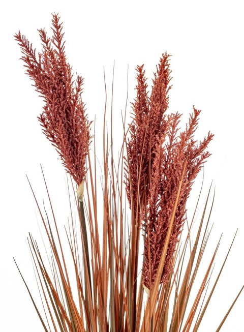 Roślina Dekoracyjna