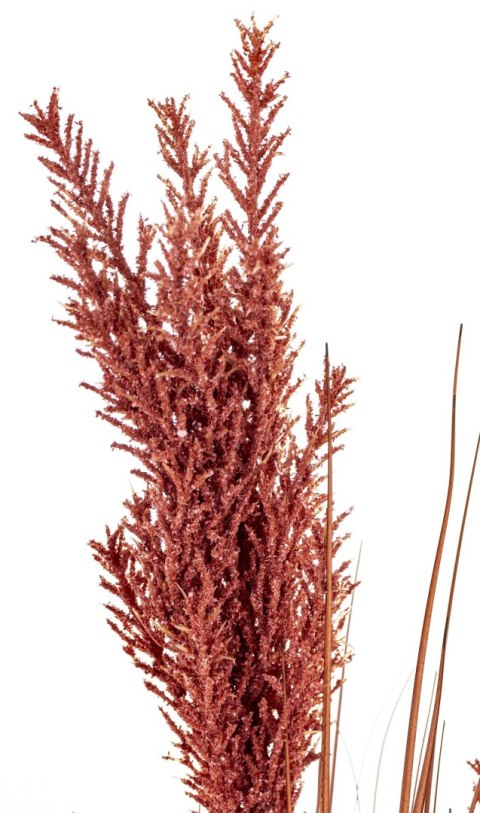 Roślina Dekoracyjna