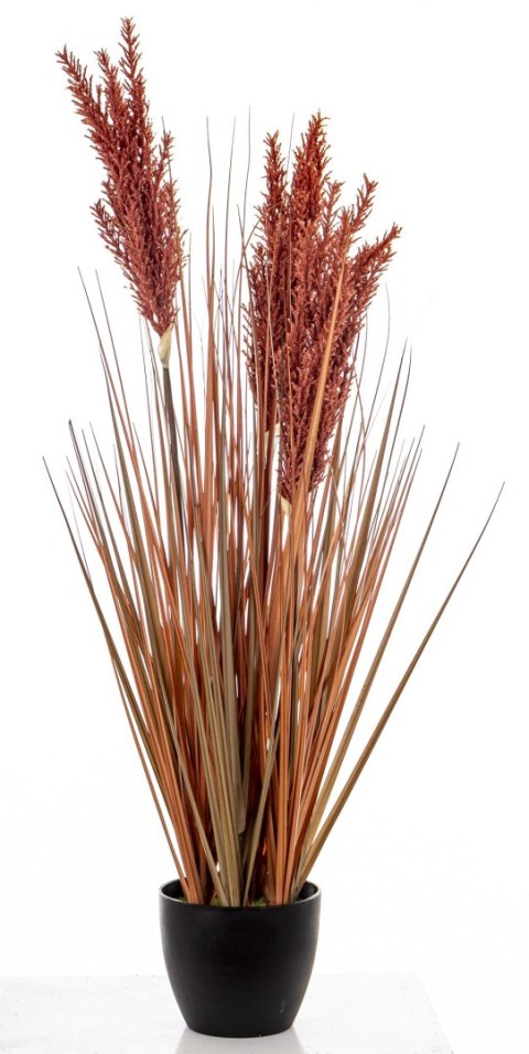 Roślina Dekoracyjna