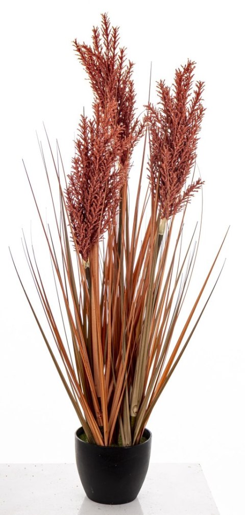 Roślina Dekoracyjna