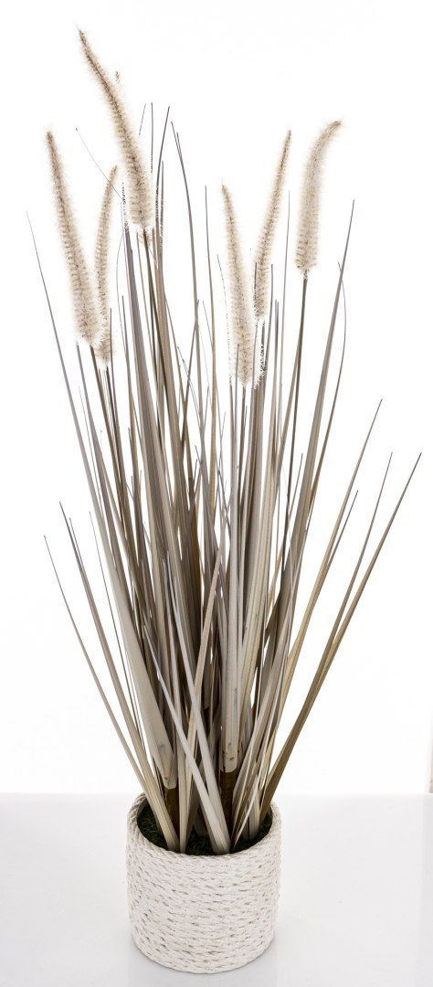 Roślina Dekoracyjna