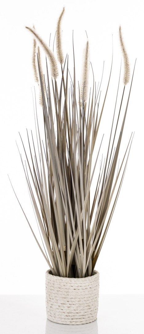 Roślina Dekoracyjna