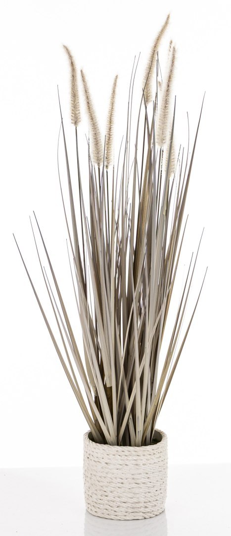 Roślina Dekoracyjna