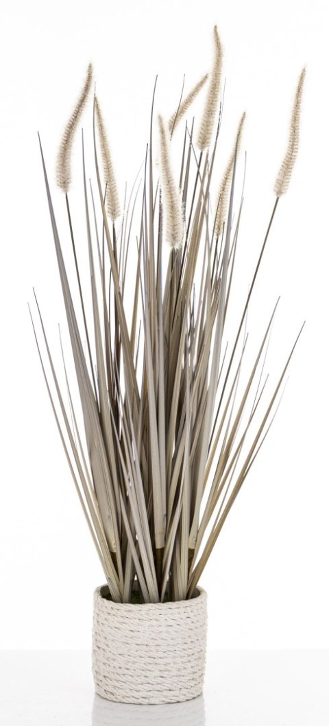 Roślina Dekoracyjna