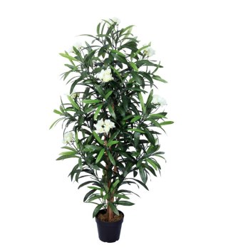 Roślina Dekoracyjna Oleander