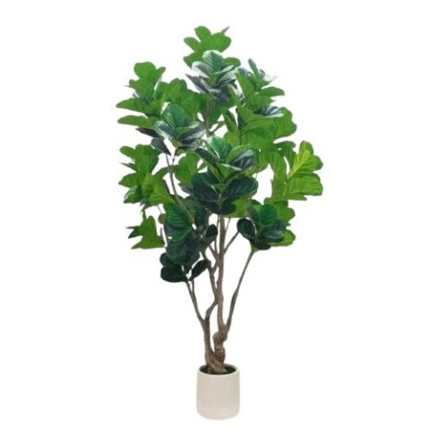 Roślina Dekoracyjna Fikus