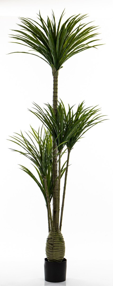Roślina Dekoracyjna Dracena