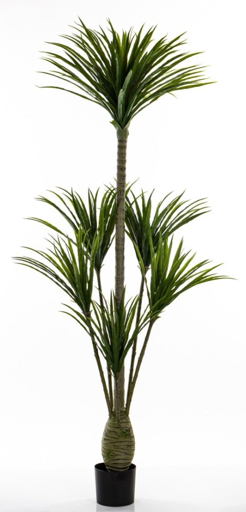 Roślina Dekoracyjna Dracena