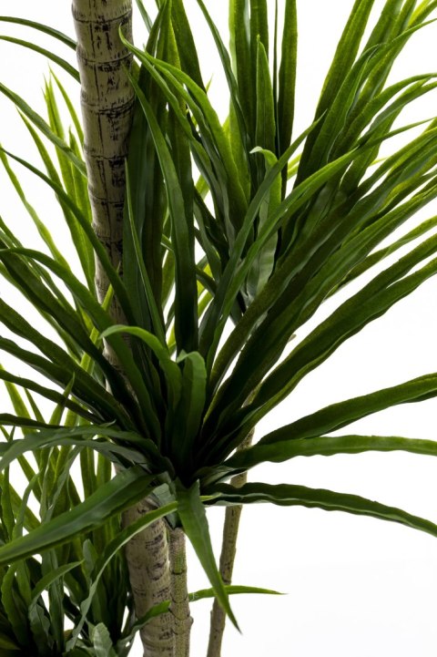 Roślina Dekoracyjna Dracena