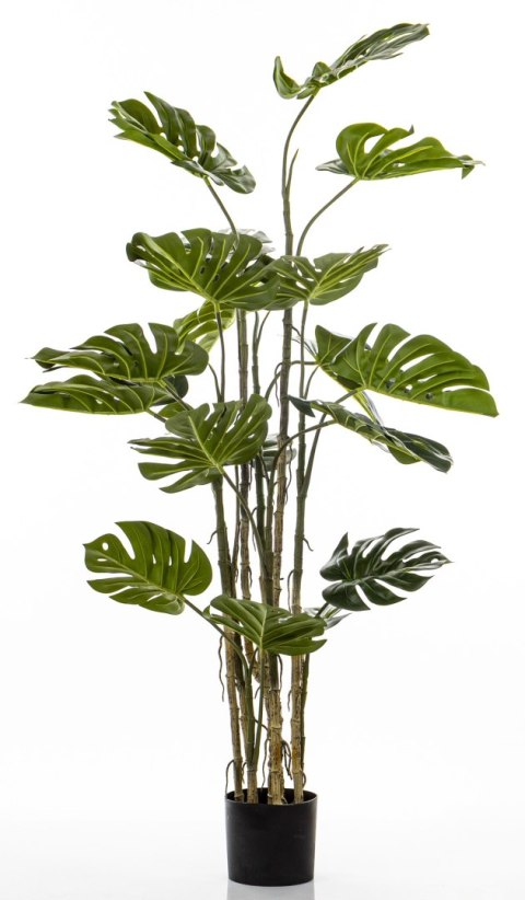 Roślina Dekoracyjna Monstera