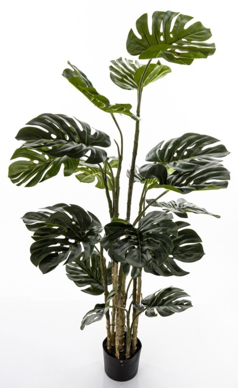 Roślina Dekoracyjna Monstera