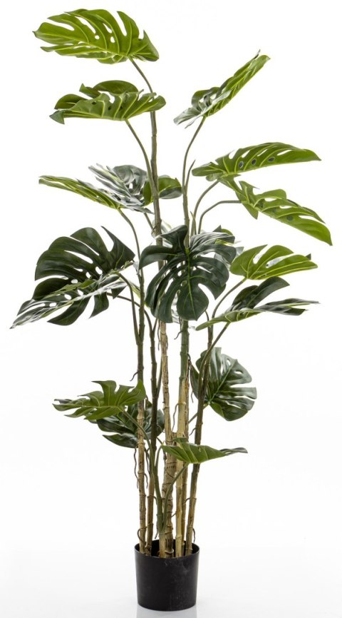 Roślina Dekoracyjna Monstera