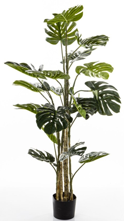 Roślina Dekoracyjna Monstera