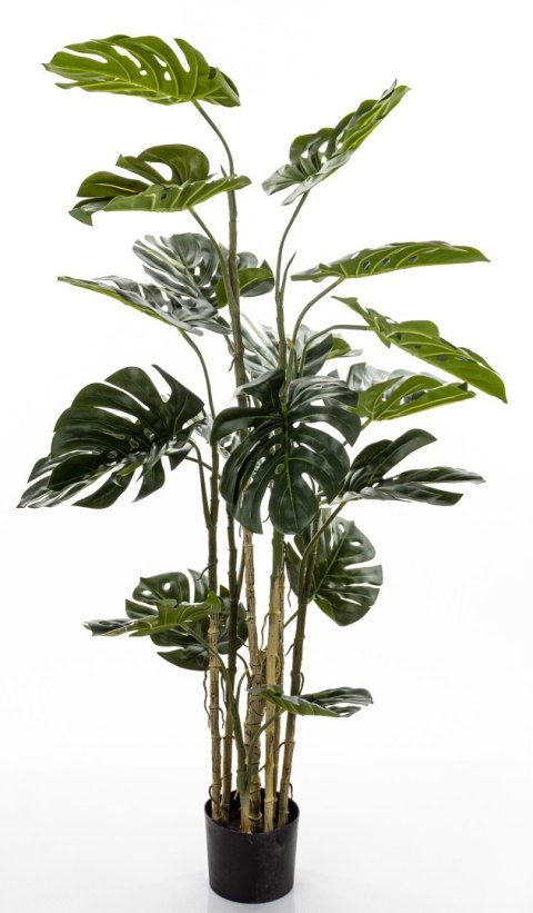 Roślina Dekoracyjna Monstera