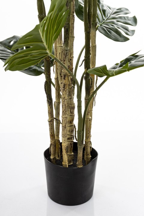 Roślina Dekoracyjna Monstera